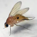 Phalacrotophora epeirae - Phalacrotophora epeirae