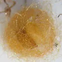 Phalacrotophora epeirae - photo 3