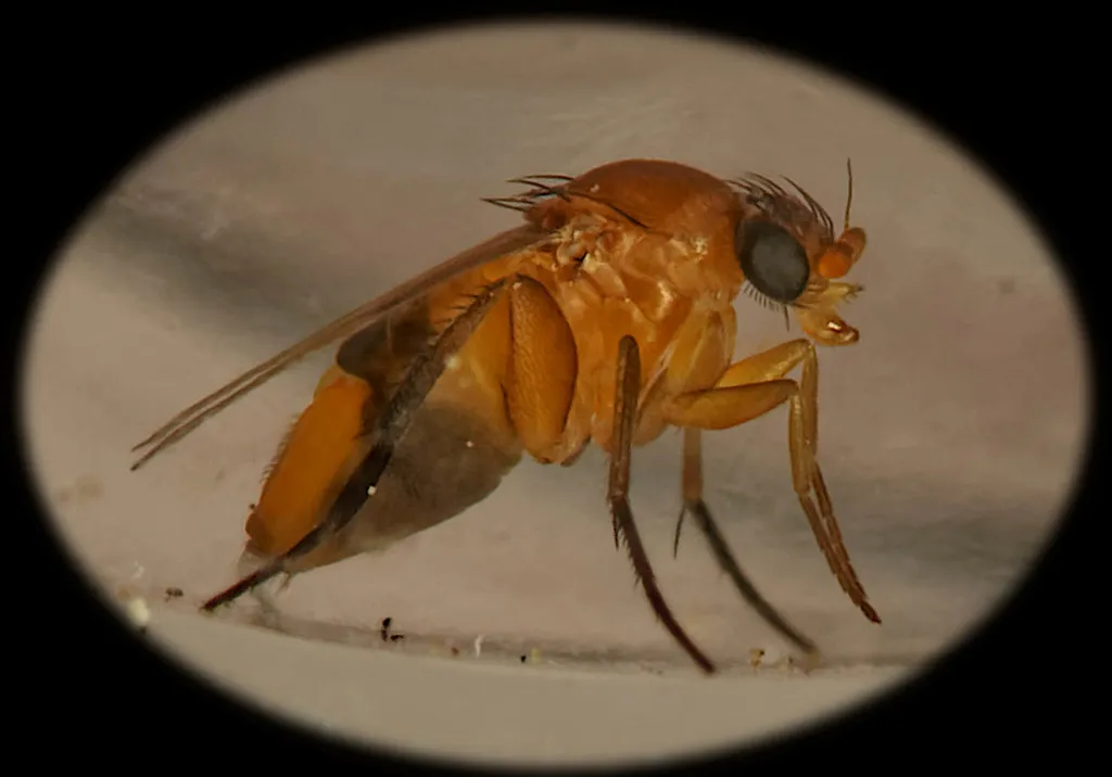 Phalacrotophora fasciata - photo 2