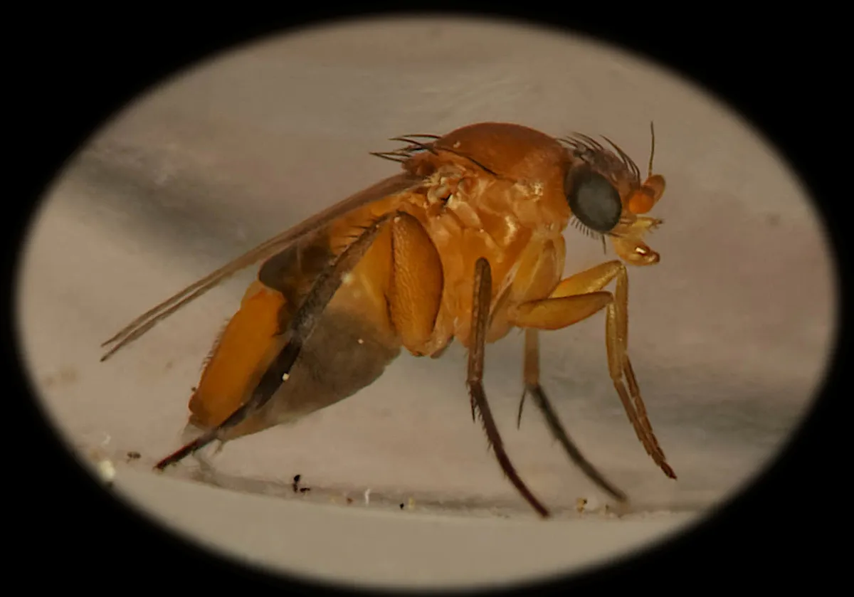 Phalacrotophora fasciata - photo 3