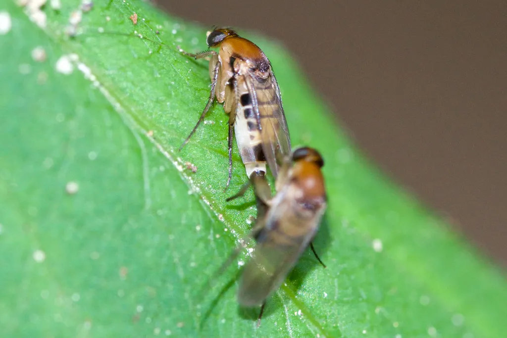 Phalacrotophora longifrons - photo 2