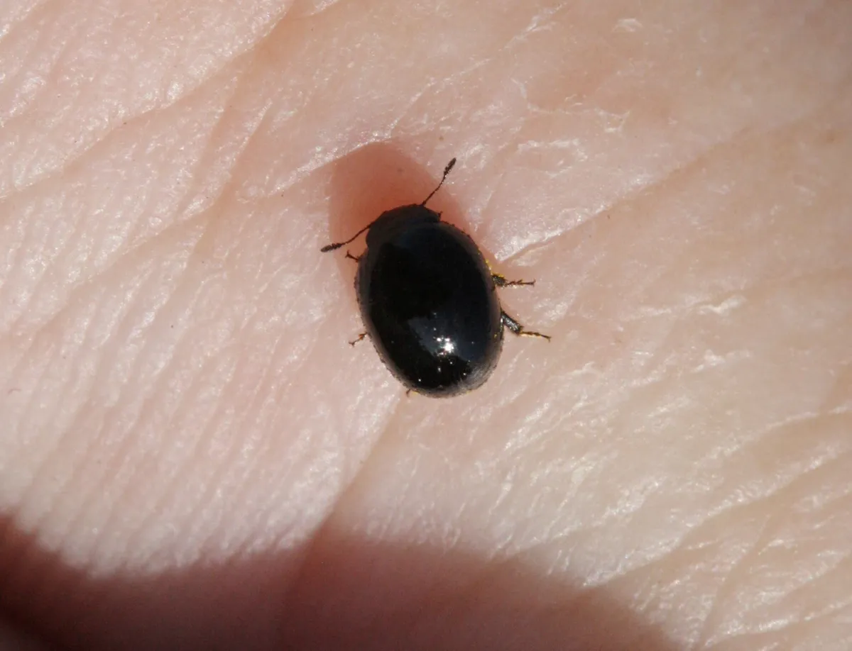 Phalacrus nigrinus - photo 3