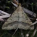 Phalaenophana extremalis - Hodges#8339 - Phalaenophana extremalis