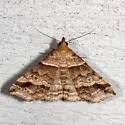 Dark-banded Owlet - Hodges#8338