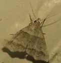 Dark-banded Owlet - Hodges#8338 - photo 5