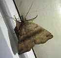 Dark Phalaenostola - Hodges#8363 - Phalaenostola eumelusalis