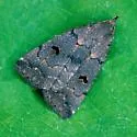 Hanham's Owlet - Hodges#8365