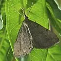 Pale Phalaenostola - Hodges#8362