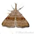 Pale Phalaenostola - Hodges#8362 - photo 4