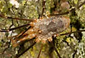 Phalangium opilio