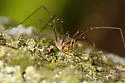 Phalangium opilio - photo 2