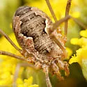 Phalangium opilio - photo 4