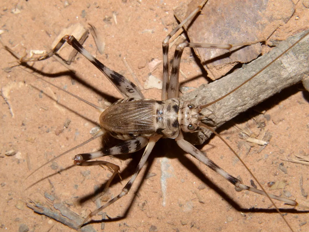 Spider Crickets and Allies - photo 2
