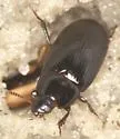 Phaleria picipes