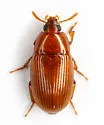 Phaleria picipes - photo 4