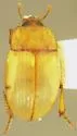 Phaleria rotundata