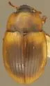 Phaleria rotundata - photo 2