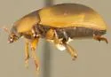 Phaleria rotundata - photo 3