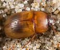Phaleria rotundata - photo 4
