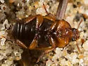 Phaleria rotundata - photo 5