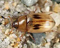 Phaleria testacea - photo 3