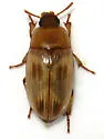 Phaleria testacea - photo 4