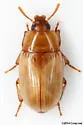 Phaleria testacea - photo 5