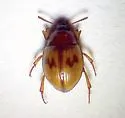 Phaleromela picta - photo 3