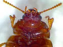 Phaleromela picta - photo 4