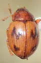Phaleromela picta - photo 5