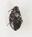 Phaleromela variegata - photo 2