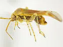 Phallospinophylus setosus - photo 2