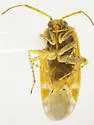Phallospinophylus setosus - photo 3