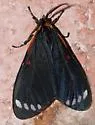 Saucy Beauty - Hodges#8039 - Phaloesia saucia