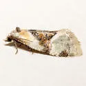 Phalonidia basiochreana - Hodges#3804