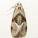 Phalonidia basiochreana - Hodges#3804 - photo 2