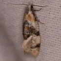 Phalonidia basiochreana - Hodges#3804 - photo 3