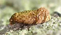 Phalonidia elderana - Hodges#3805