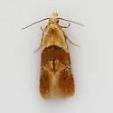Phalonidia lepidana - Hodges#3836