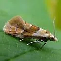 Phalonidia lepidana - Hodges#3836 - photo 2