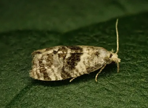 Phalonidia manniana