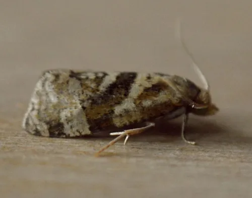 Phalonidia manniana - photo 2