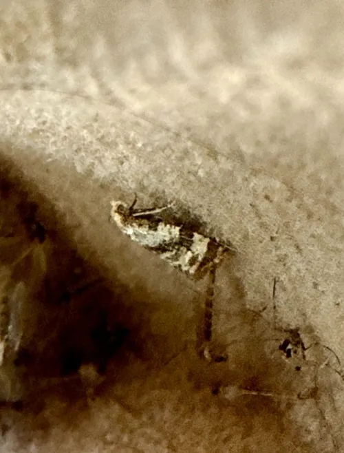 Phalonidia manniana - photo 3