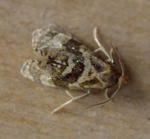 Phalonidia manniana - photo 4
