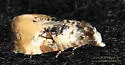 Phalonidia memoranda - Hodges#3808 - photo 2