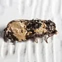 Phalonidia memoranda - Hodges#3808 - photo 4