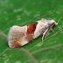 Phalonidia straminoides - Hodges#3809.1