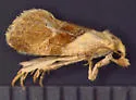 Phalonidia straminoides - Hodges#3809.1 - photo 2