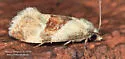 Phalonidia straminoides - Hodges#3809.1 - photo 4