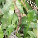 Catsear Gall Wasp